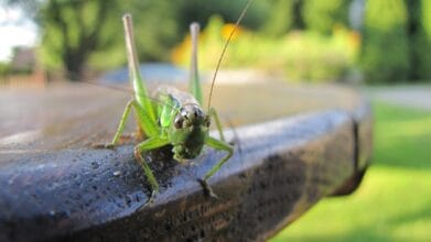 Fascynujący quiz o owadach. Dasz mu radę?