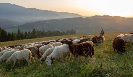 QUIZ: gwara góralska