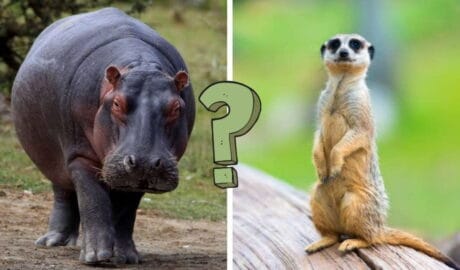 QUIZ: Ciekawostki o zwierzętach