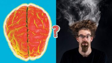 QUIZ WIEDZY: QUIZ WIEDZY: Quiz o mózgu człowieka