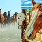 Quiz o koniach