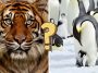 Quiz o zwierzętach pełen ciekawostek