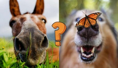 Zwierzęta - QUIZ