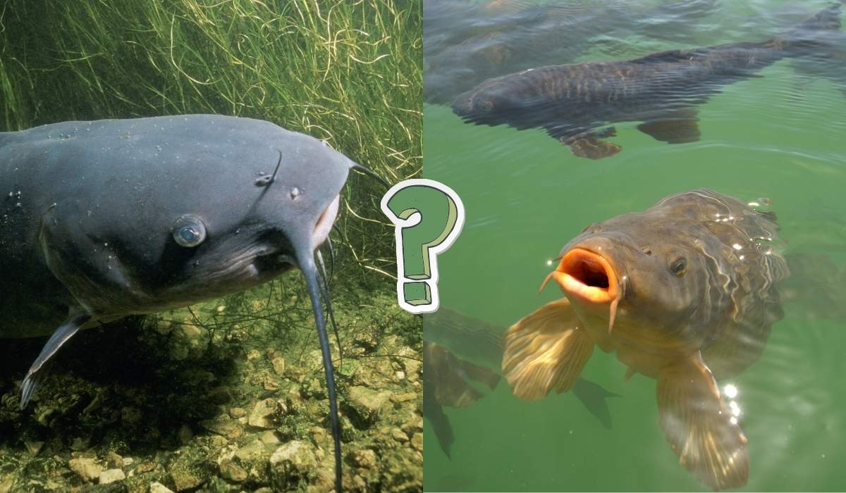 QUIZ: Co to za ryba?