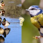 Quiz o ptakach