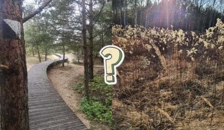 QUIZ: Rośliny chronione w Polsce