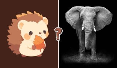 Ssaki - QUIZ