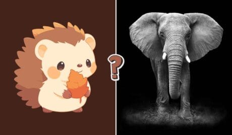Ssaki - QUIZ