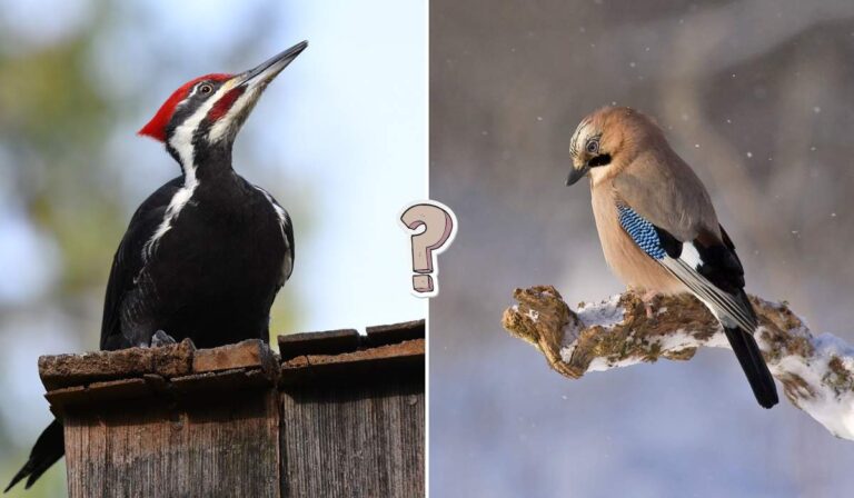 QUIZ: Co to za ptak?