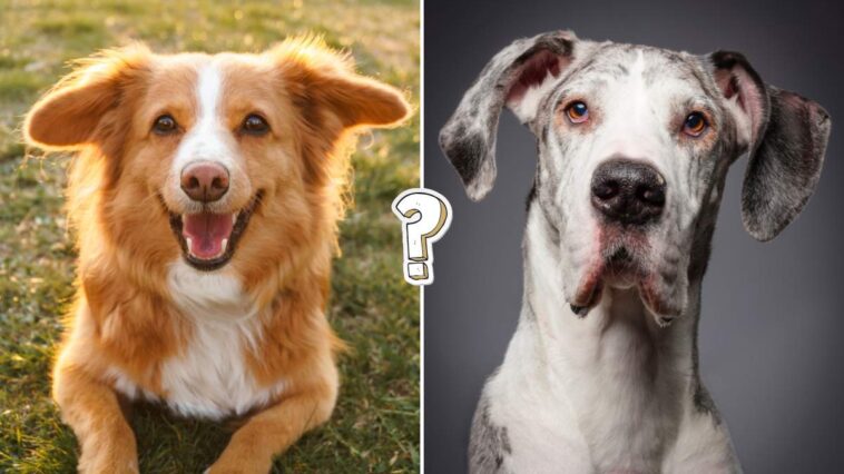 QUIZ: Rozpoznasz rasę psa po jednym zdjęciu?
