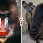 QUIZ: Rozpoznasz zwierzę ze zdjęcia?