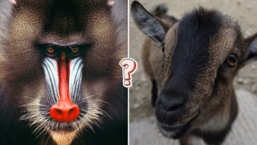 QUIZ: Rozpoznasz zwierzę ze zdjęcia?