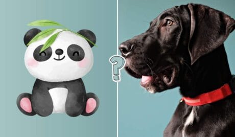 QUIZ: Co to za zwierzę?