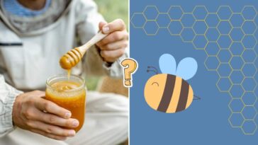 Quiz o pszczołach