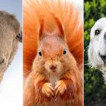 Quiz: Ile wiesz o królestwie zwierząt?