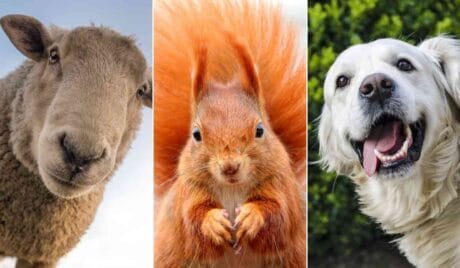 Quiz: Ile wiesz o królestwie zwierząt?