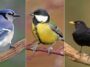 Quiz o ptakach