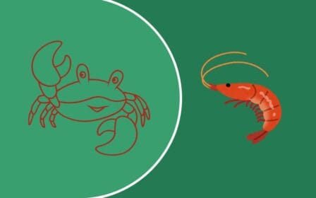 Quiz Stawonogi i mięczaki